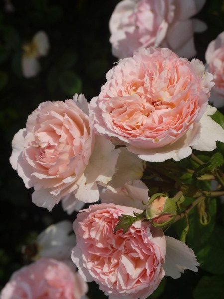 принц шарлин_edited