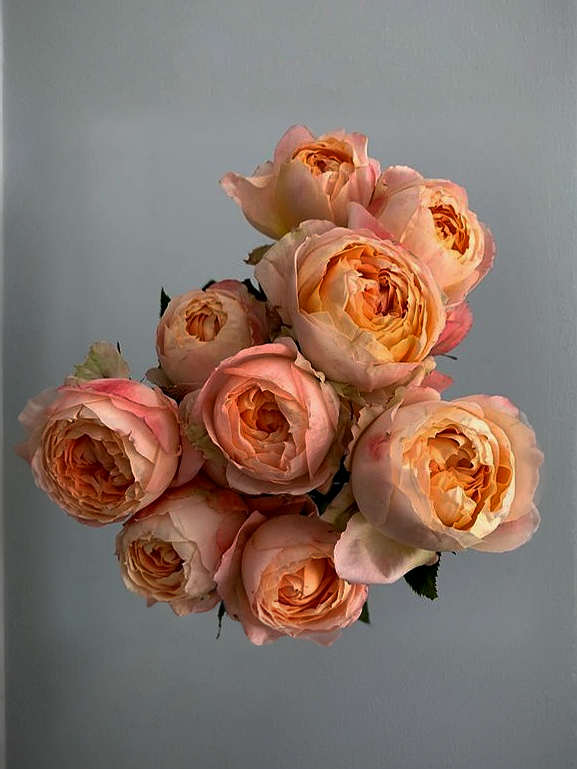 принцесса айко