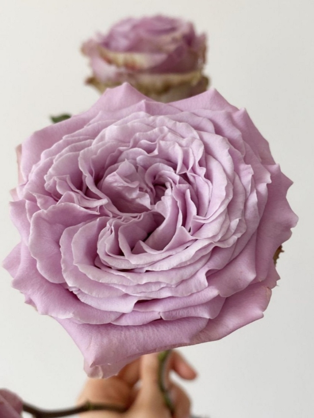 принцесса каори2_edited_edited