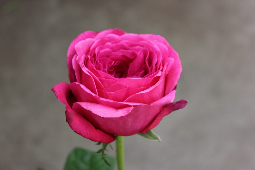 принцесса кишиши1