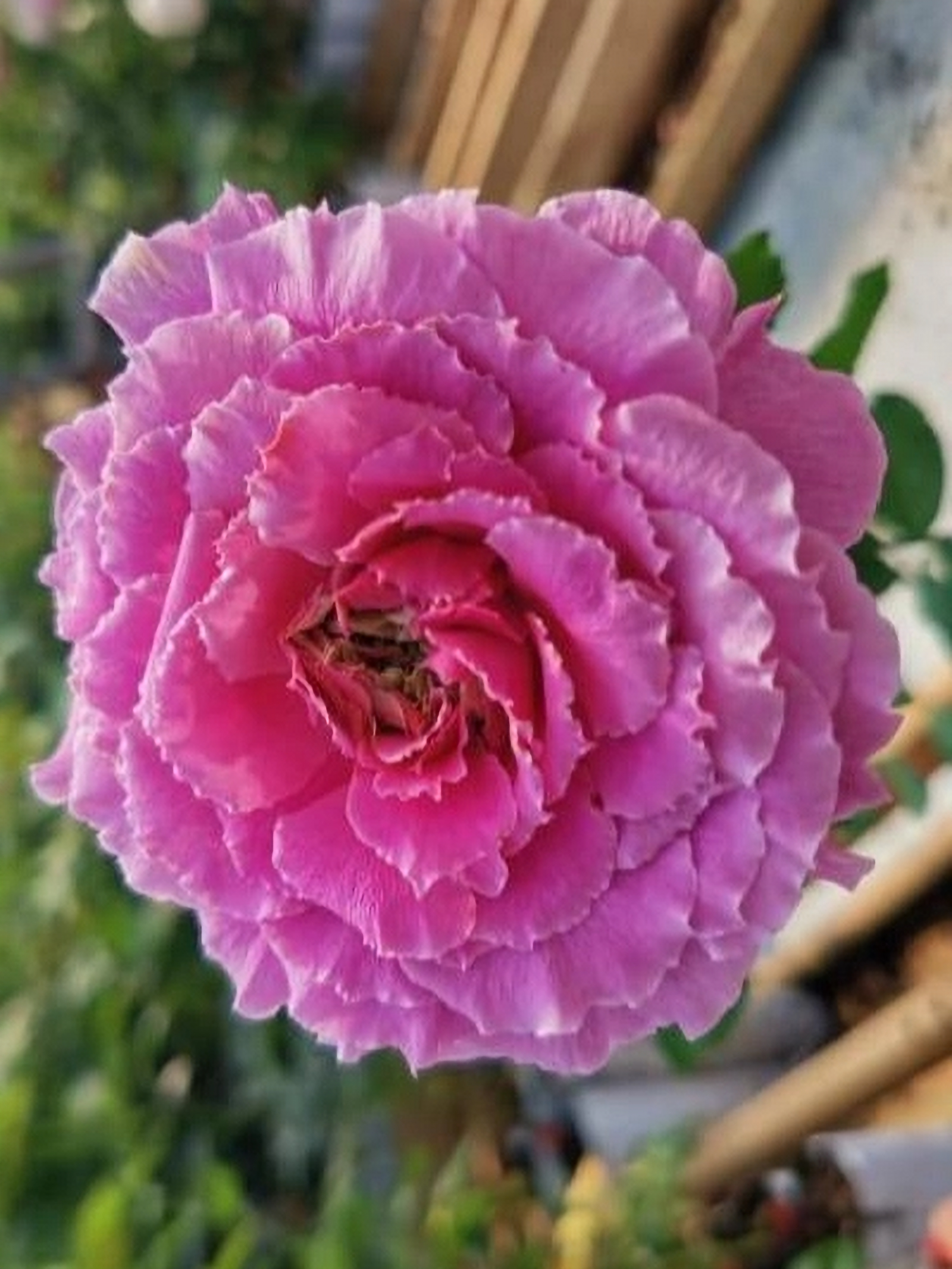 рамукан_edited