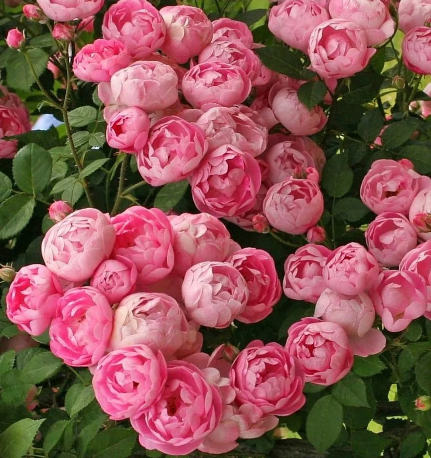 Раубриттер_edited