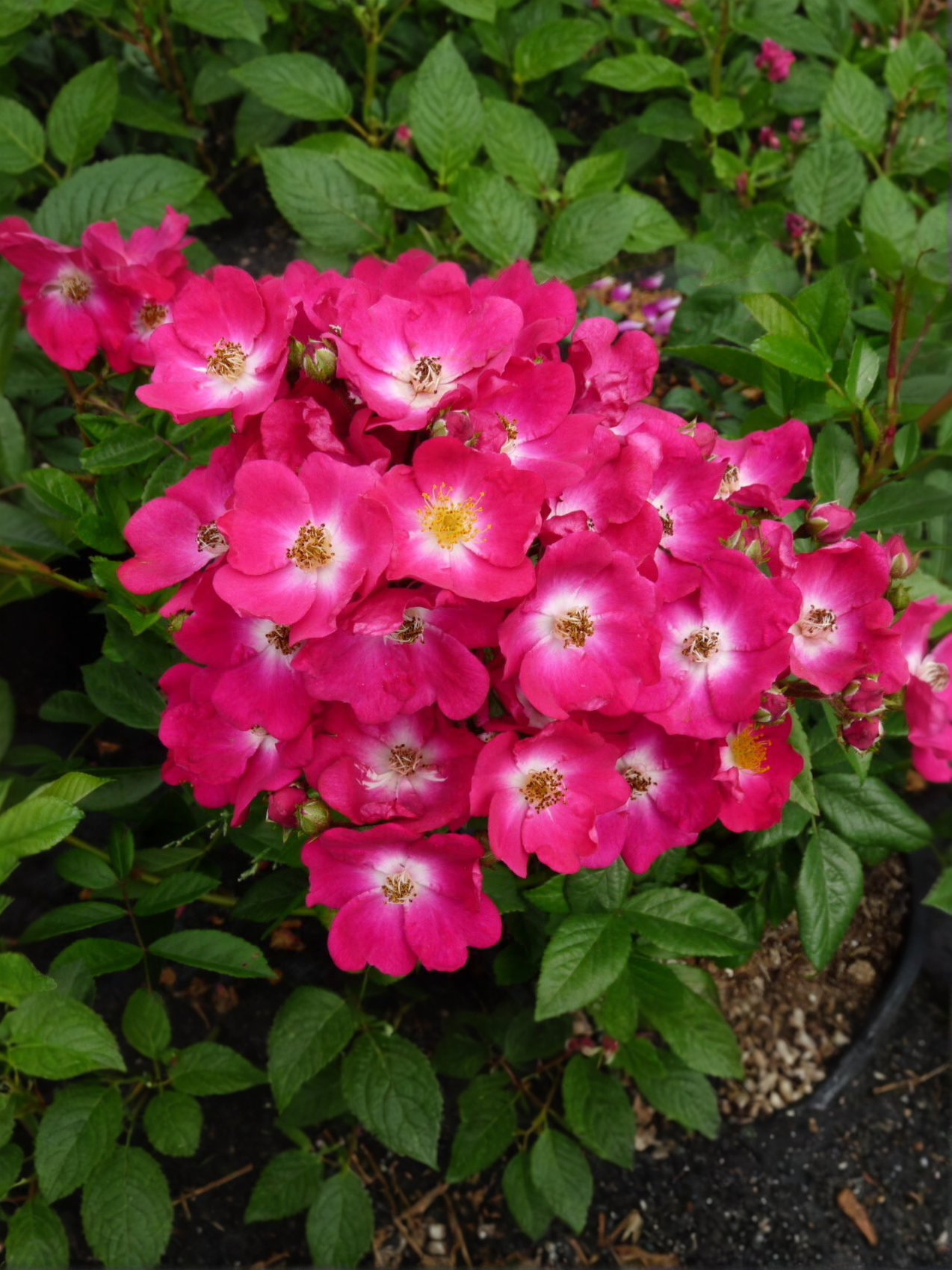 Ред Балерин_edited