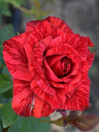 ред интуишн 3 _edited_edited