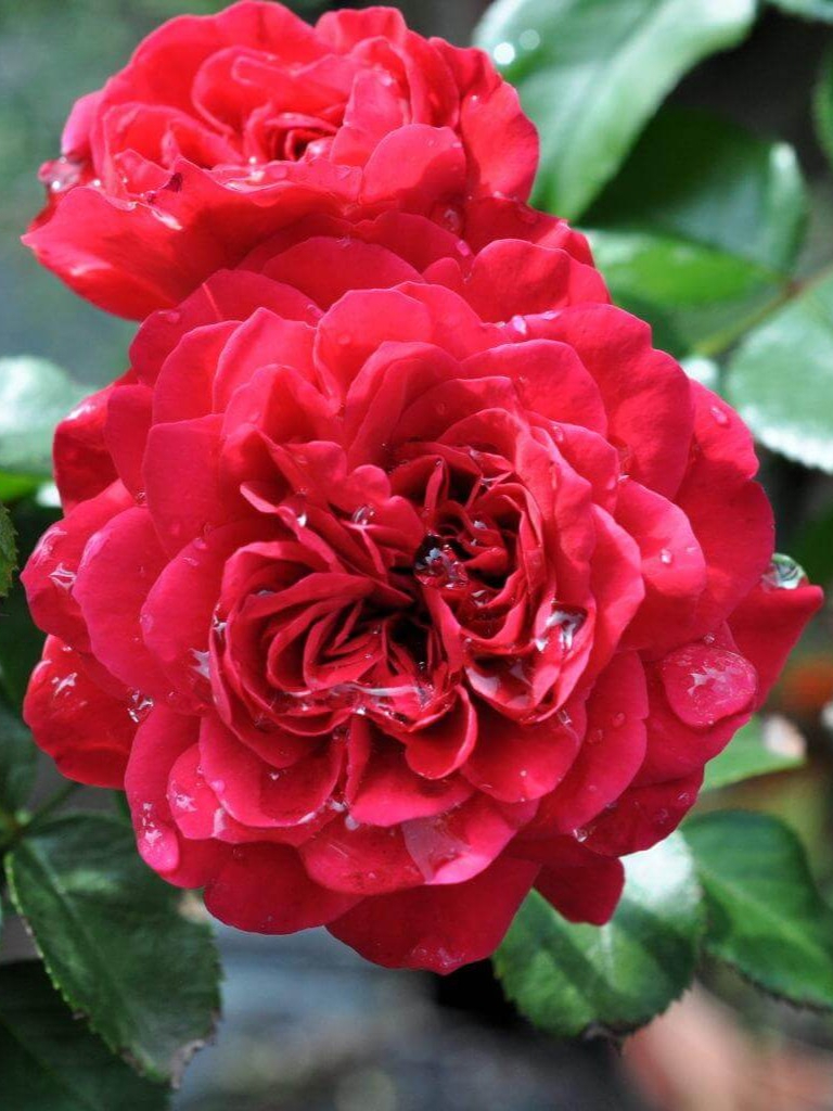 ред лео 9_edited_edited