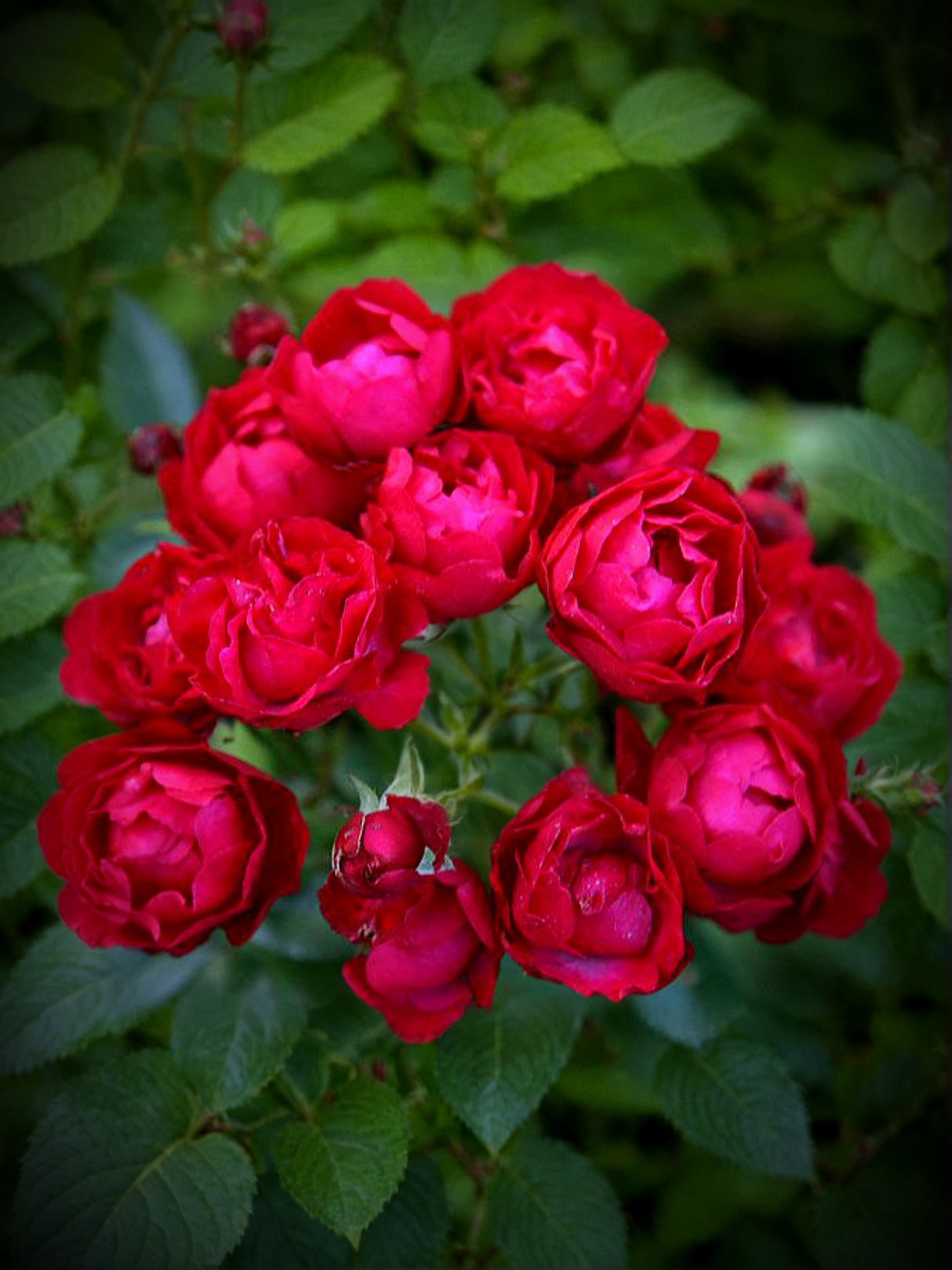 Ред морсдаг печать