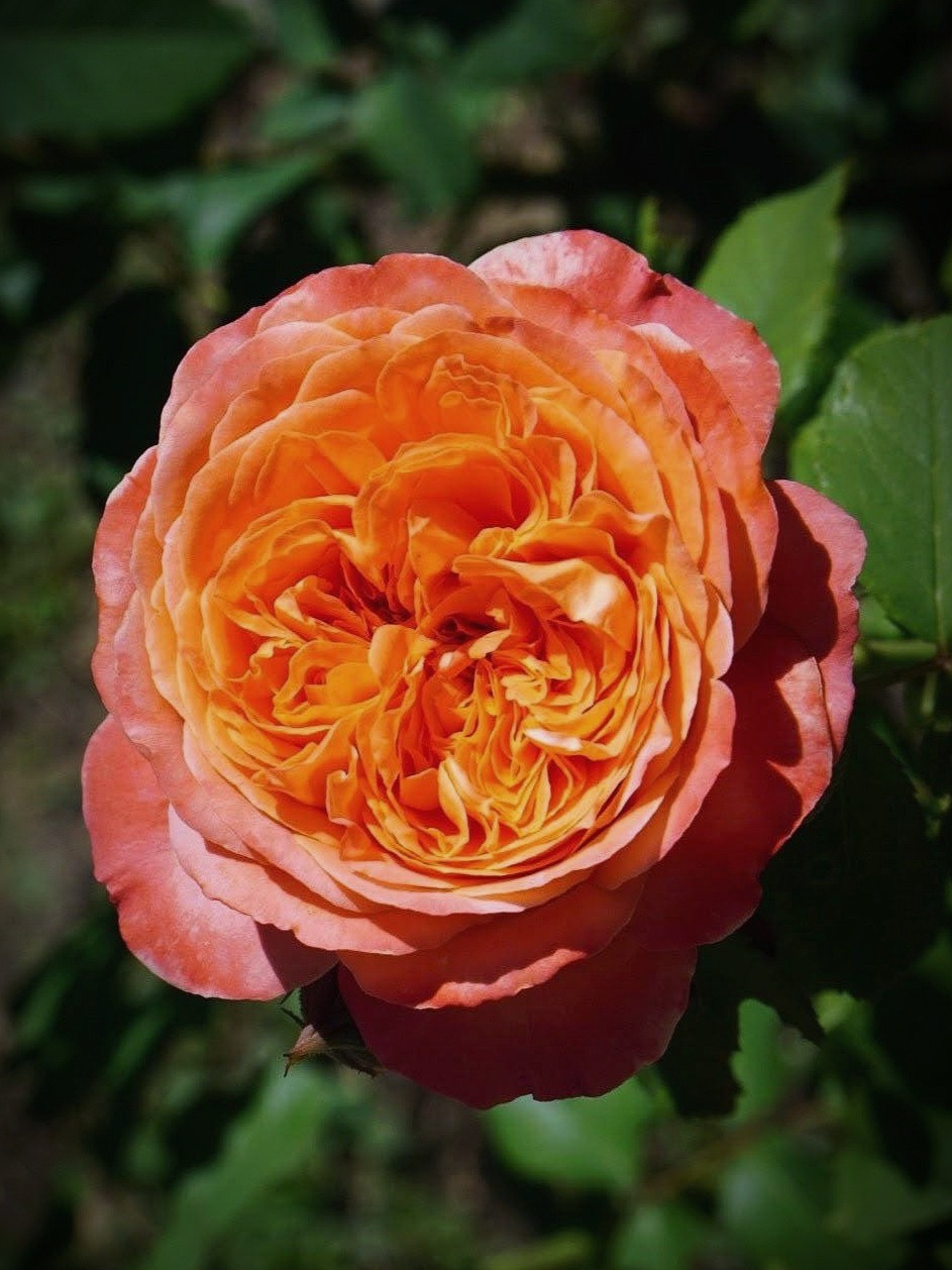 рене гасини 3 _edited_edited_edited