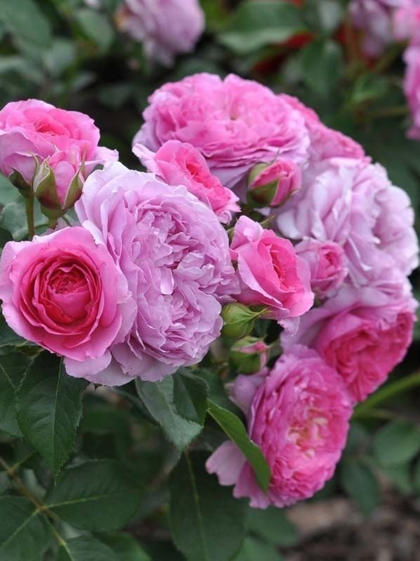 рене ван ведберг_edited_edited