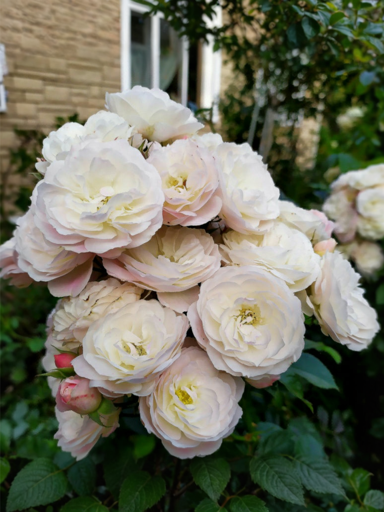 result_img_2021_11_23_18_14_53_edited