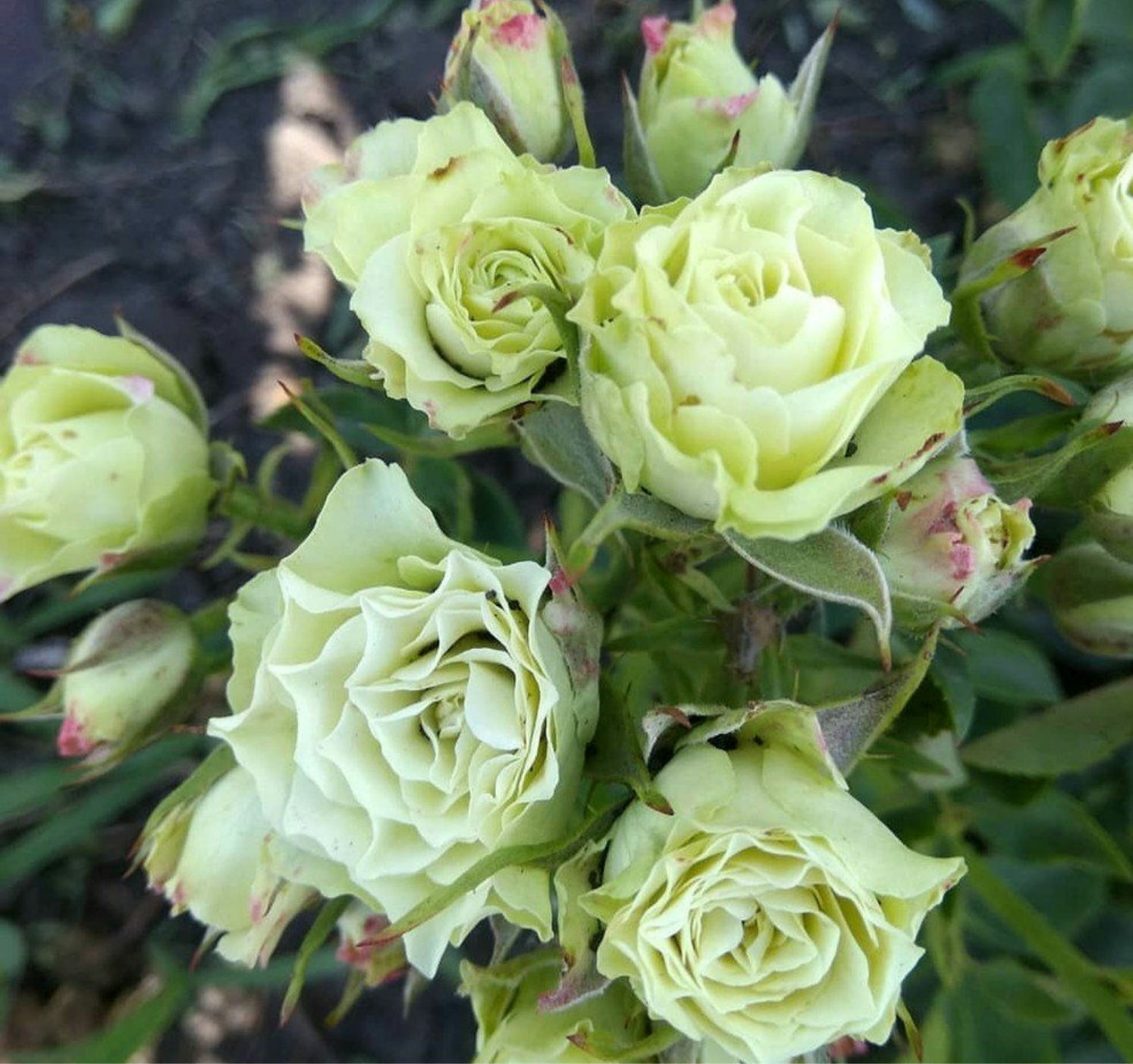 result_img_2021_11_25_22_12_17_edited_edited