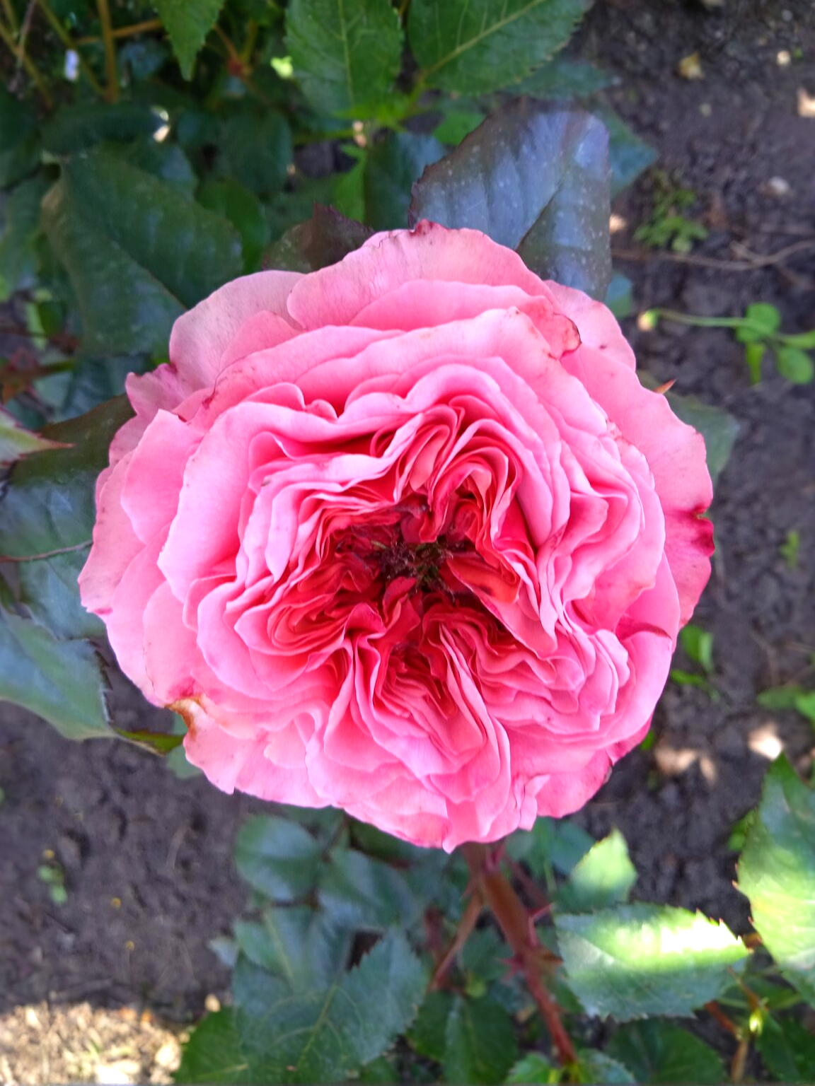 Риджентс Парк2