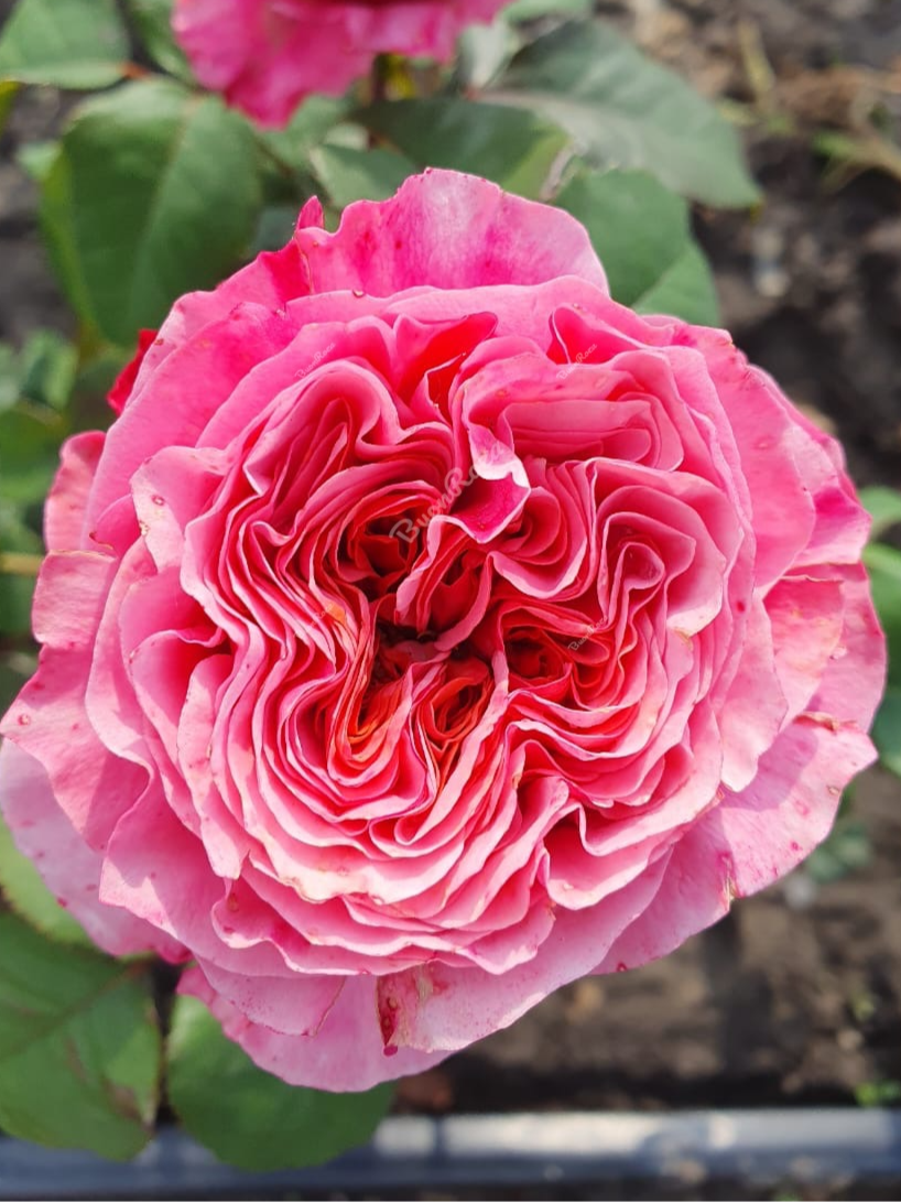 Риджентс Парк_edited