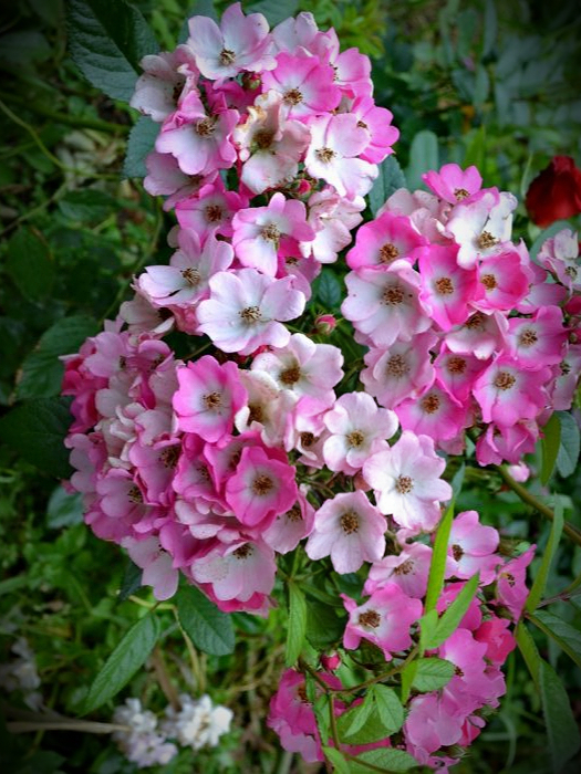 рихард штраус3_edited_edited_edited