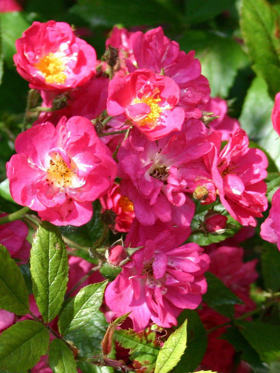 робин гуд_edited_edited