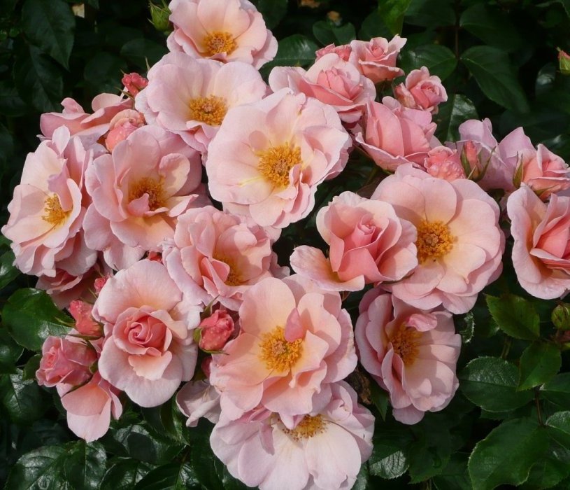 Рок энд Роуз 4