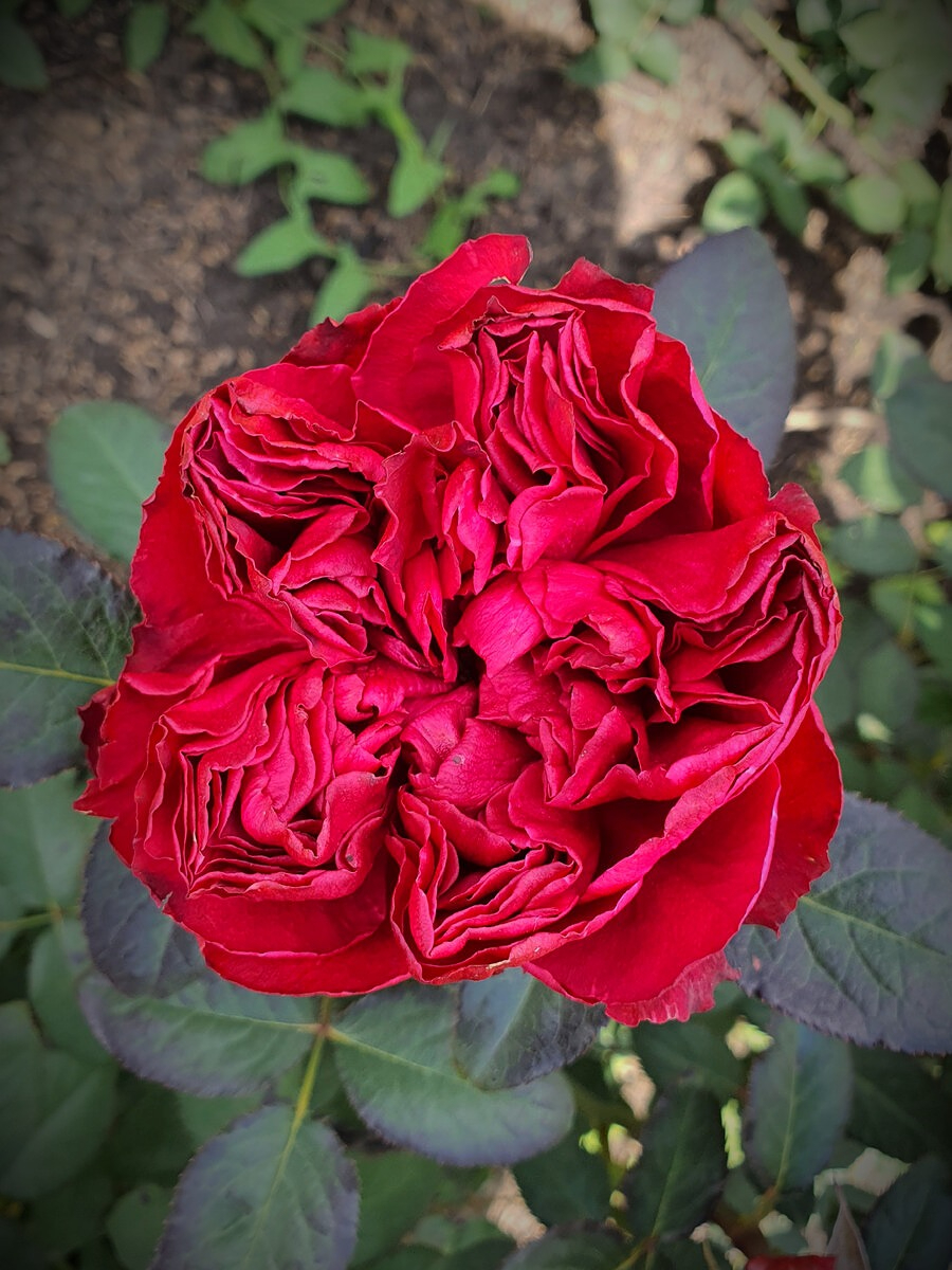 ростпбери элегантс 5 _edited_edited