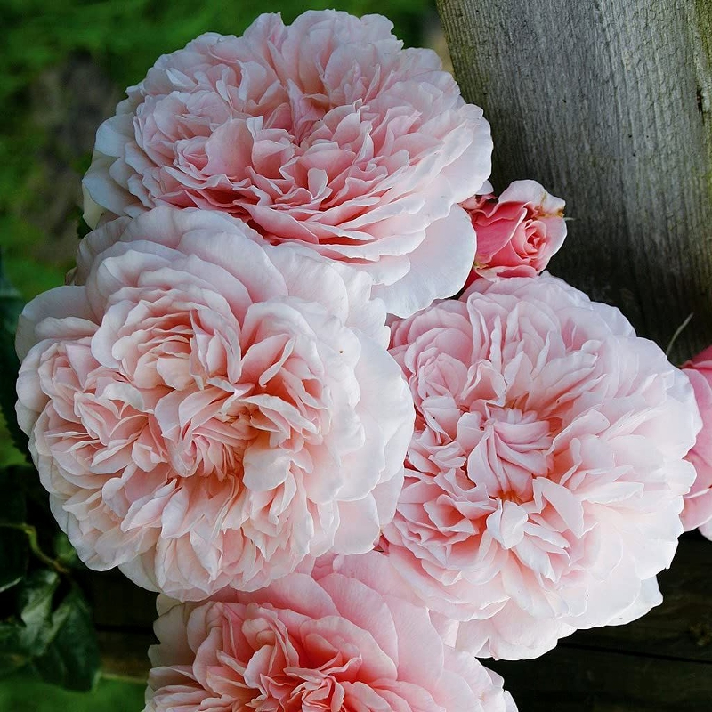 роз де лалбиак _edited