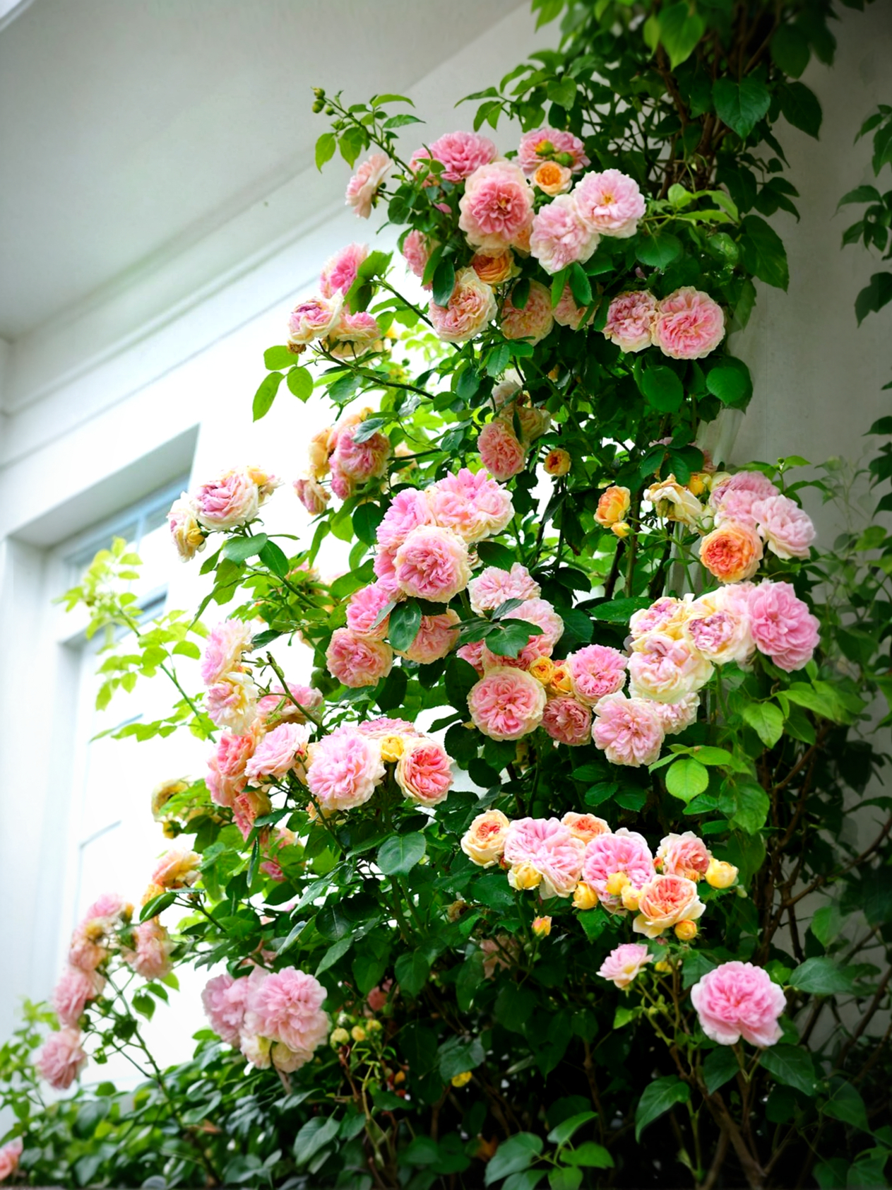 Роза Алхимист печать_edited