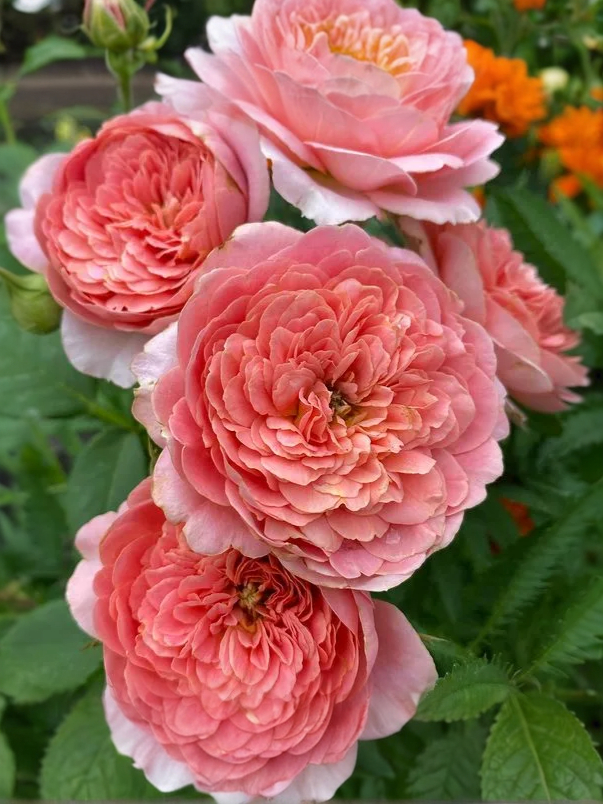 Роза Амандин Шанель4_edited