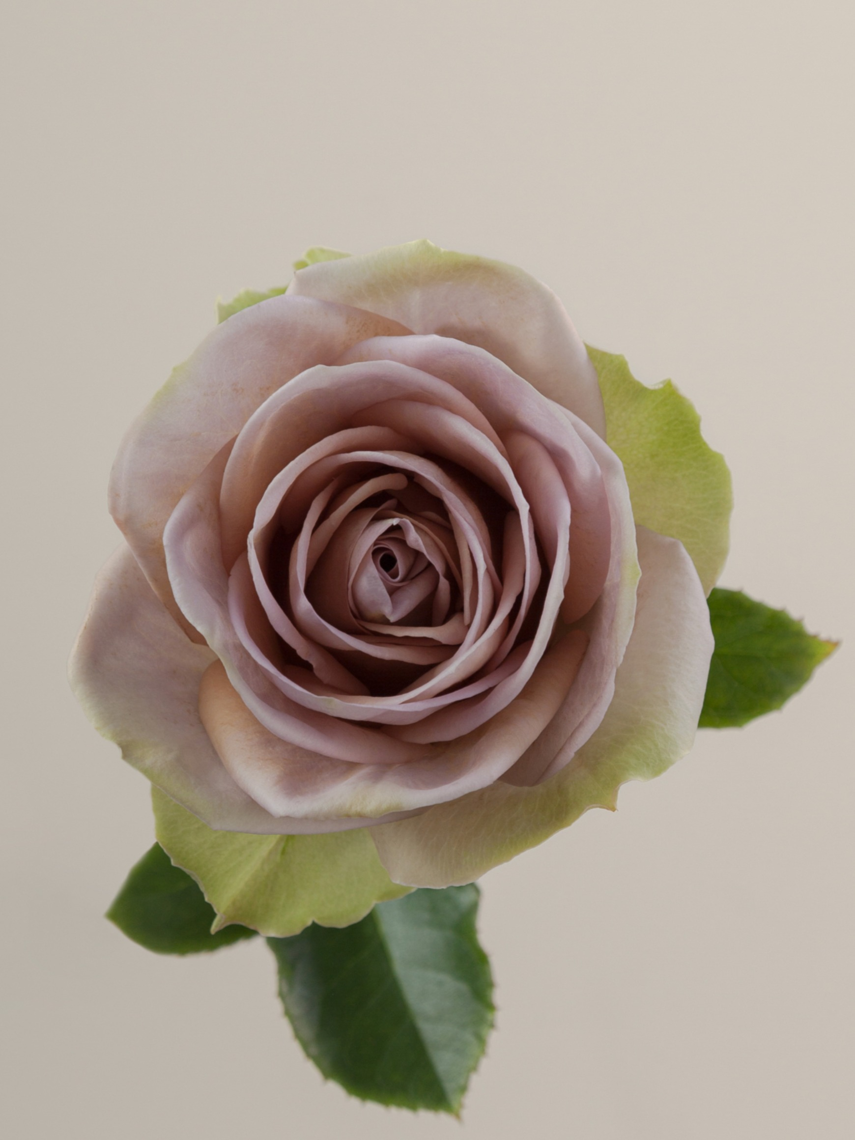 Роза Амнезия (Amnesia)_edited_edited