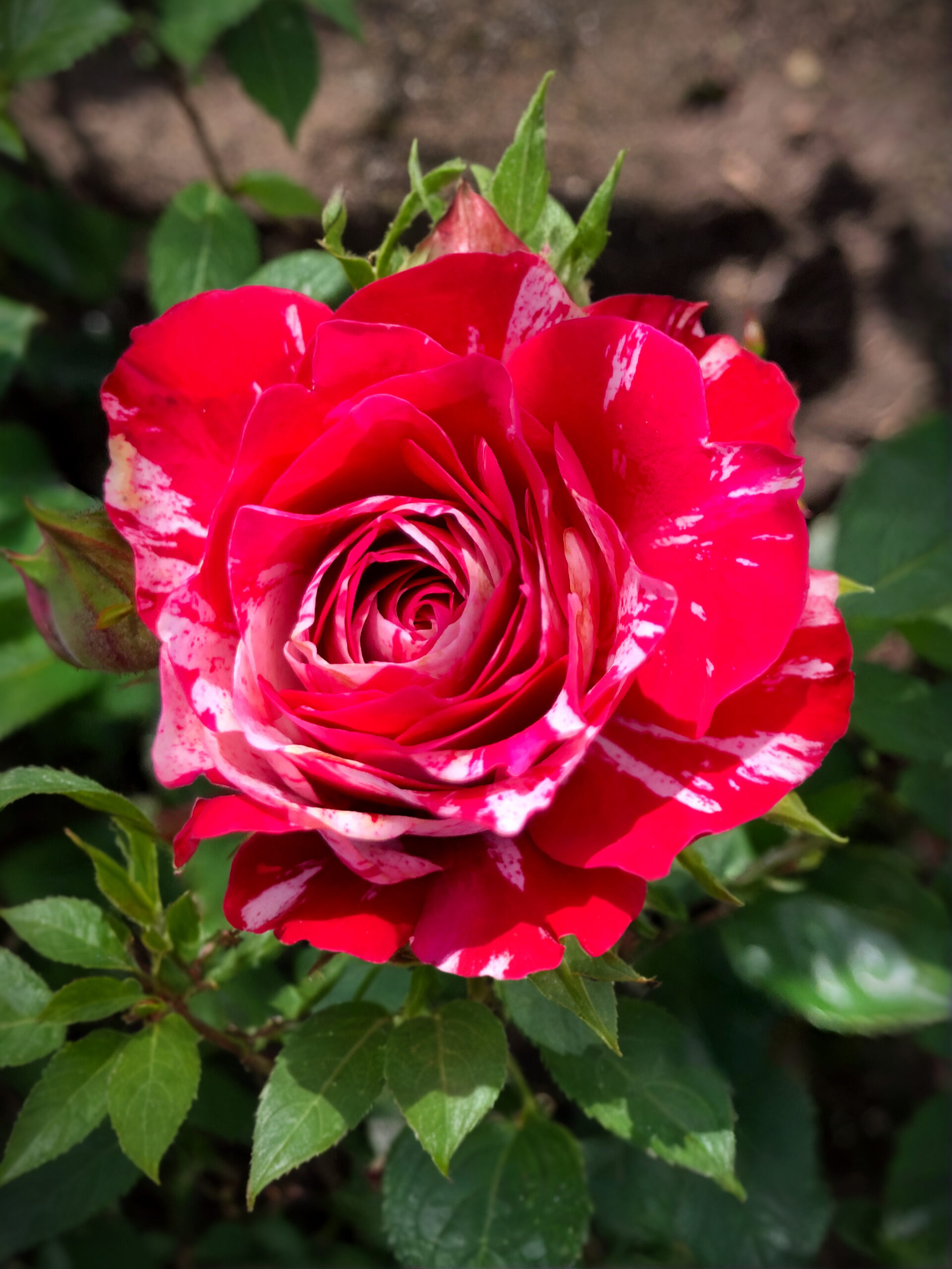 Роза Арроу Фолиес (Arrow Folies) 6 _edited_edited