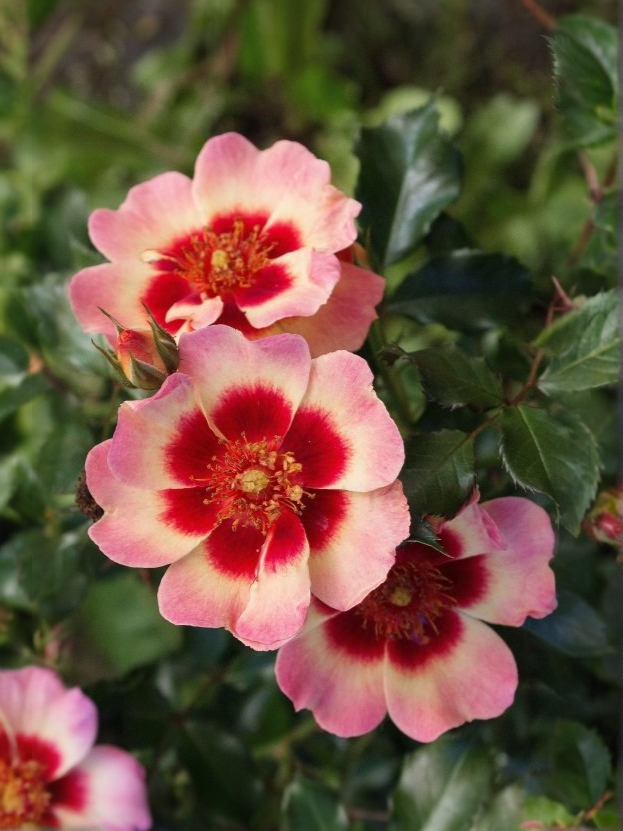 Роза Блашинг Бэбилон Айс1_edited_edited