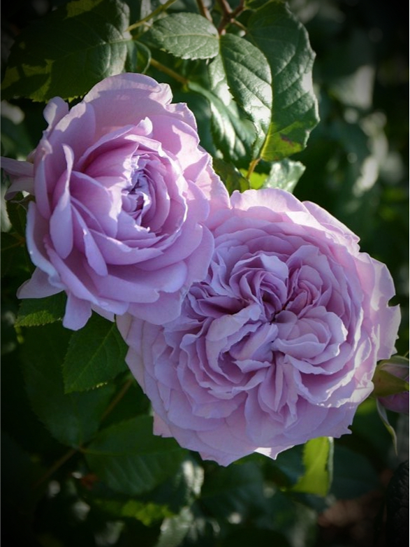 Роза Блю Вог (Blue Vague)_edited_edited