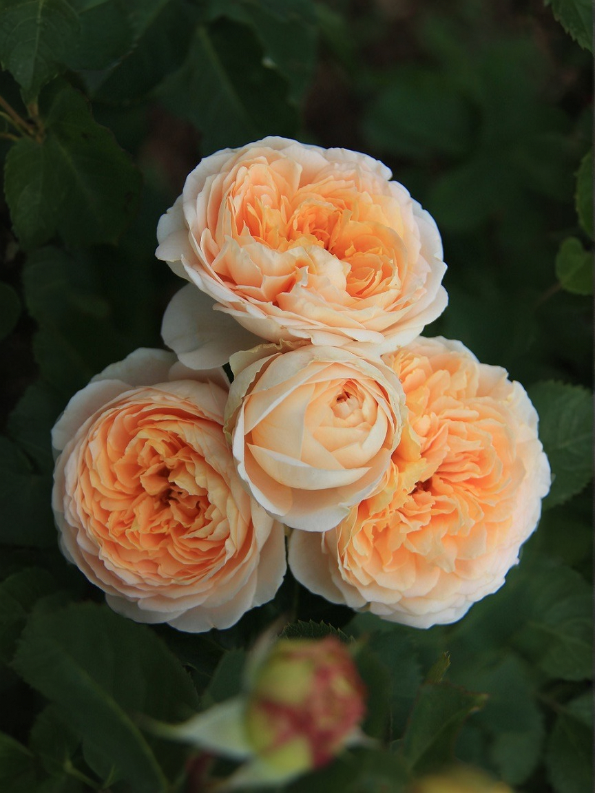 Роза Дени Хан _edited_edited