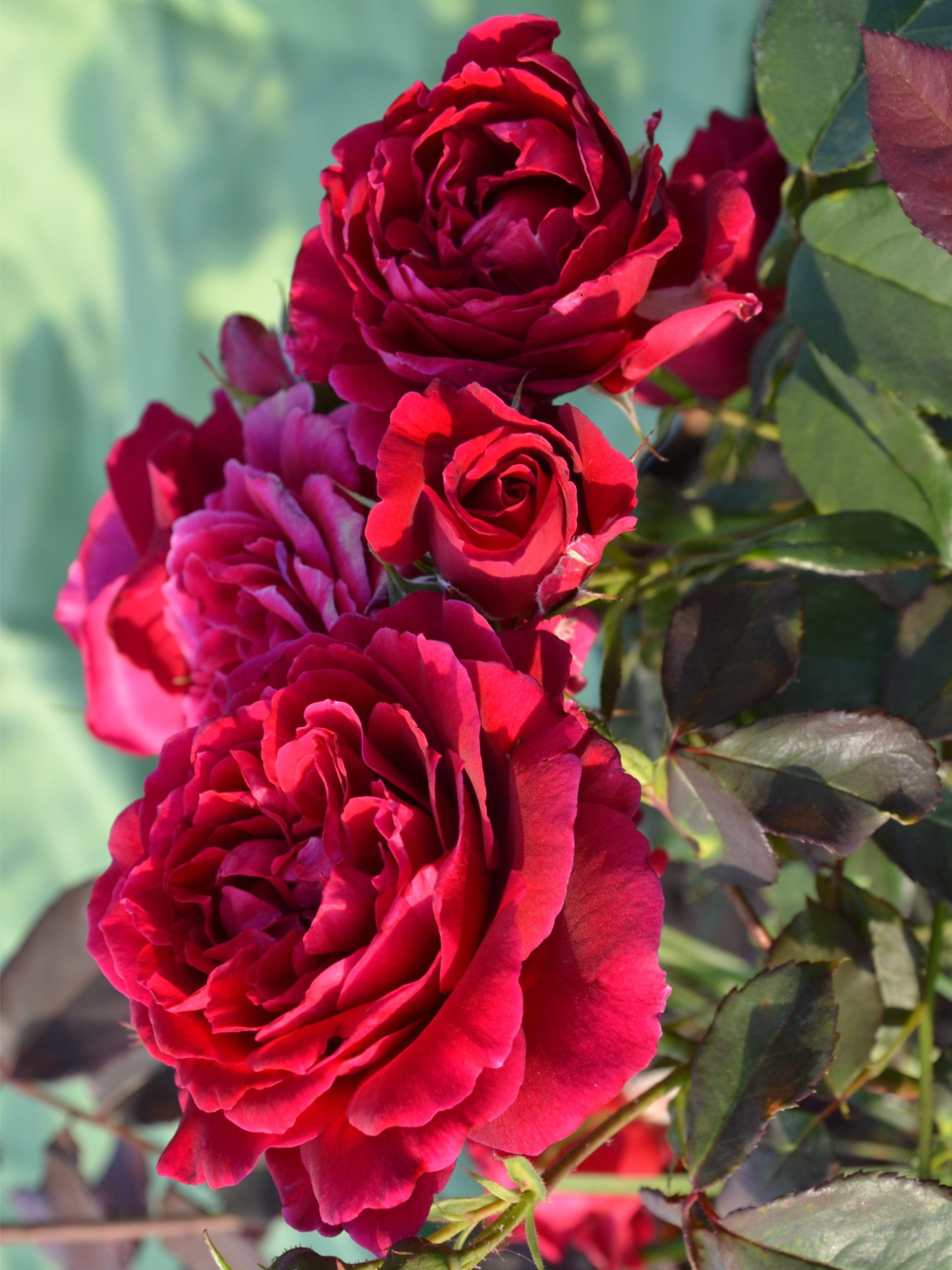 Роза Дино де Лаурентис (Dino de Laurentiis) 4 _edited_edited