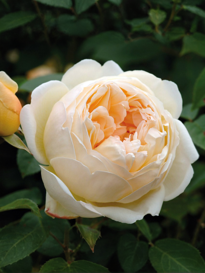 roza-dzhud-ze-obskur_edited