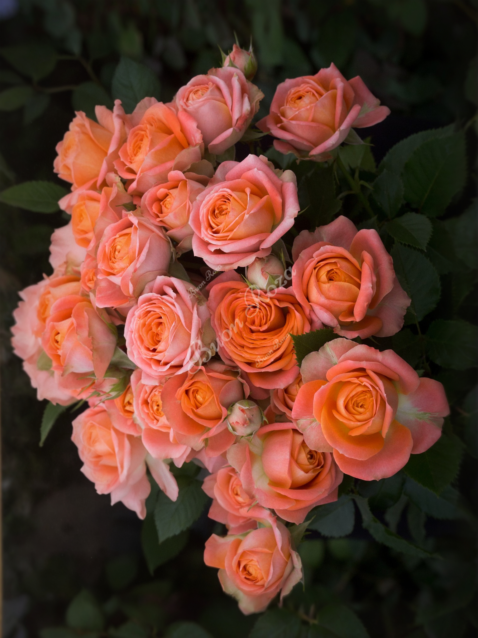 Роза Джус Сенсейшн (Juice Sensation) 3 _edited_edited_edited_edited