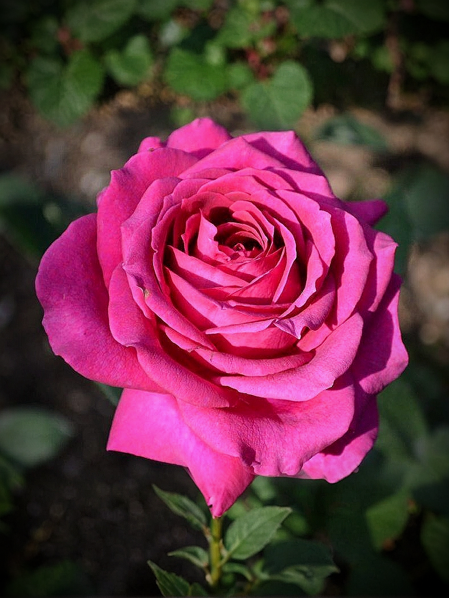 Роза Фана (Fana)_edited_edited