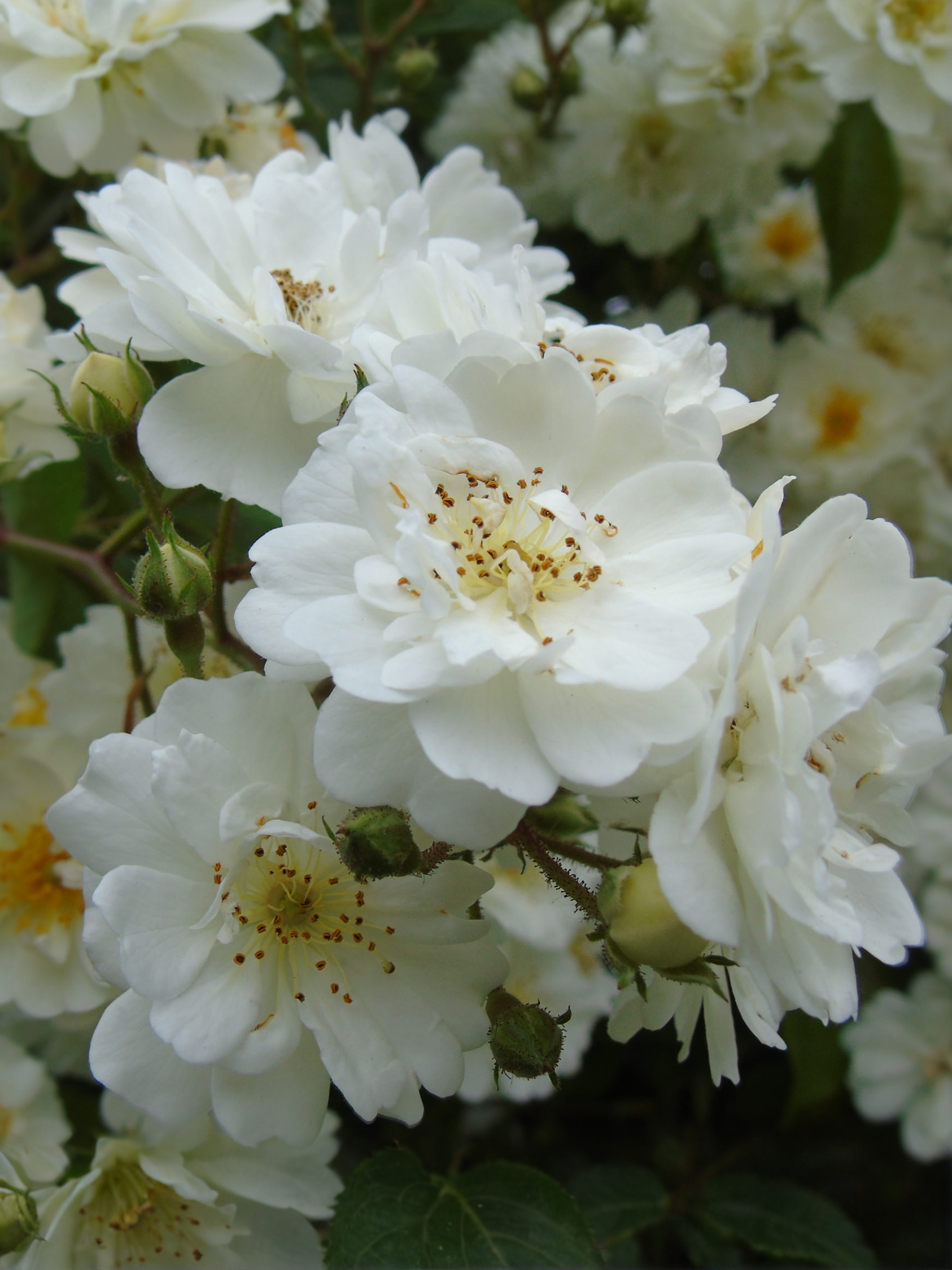 roza-girlyand-de-amur-scaled_edited