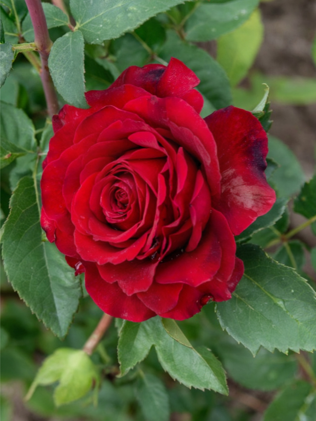 Роза Гладиатор (Gladiator)_edited_edited