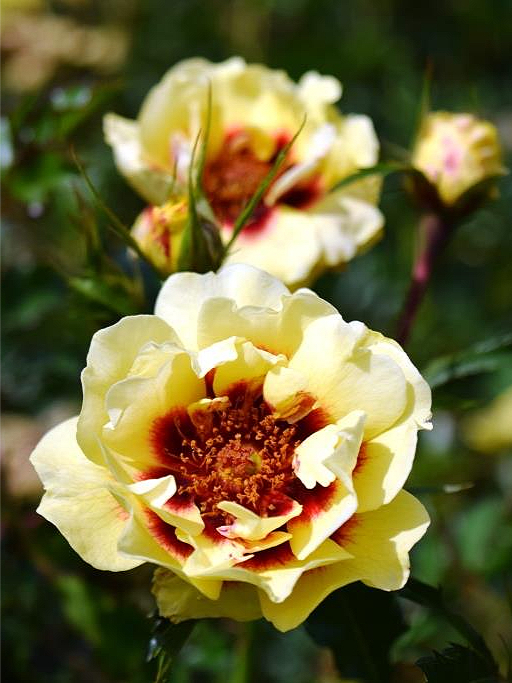 Роза Глориус Бэбилон Айз (Glorious Babylon Eyes) 4_edited_edited