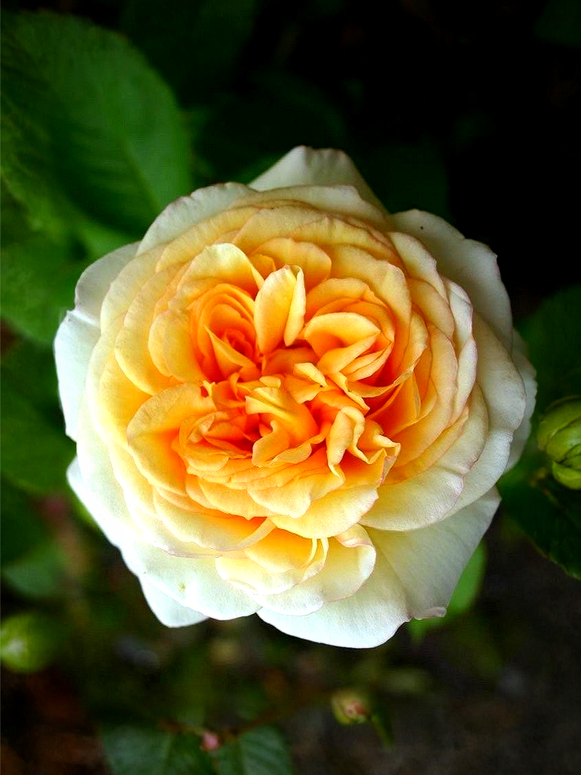 Роза Голден Тауэр (Golden Tower) 11_edited_edited_edited