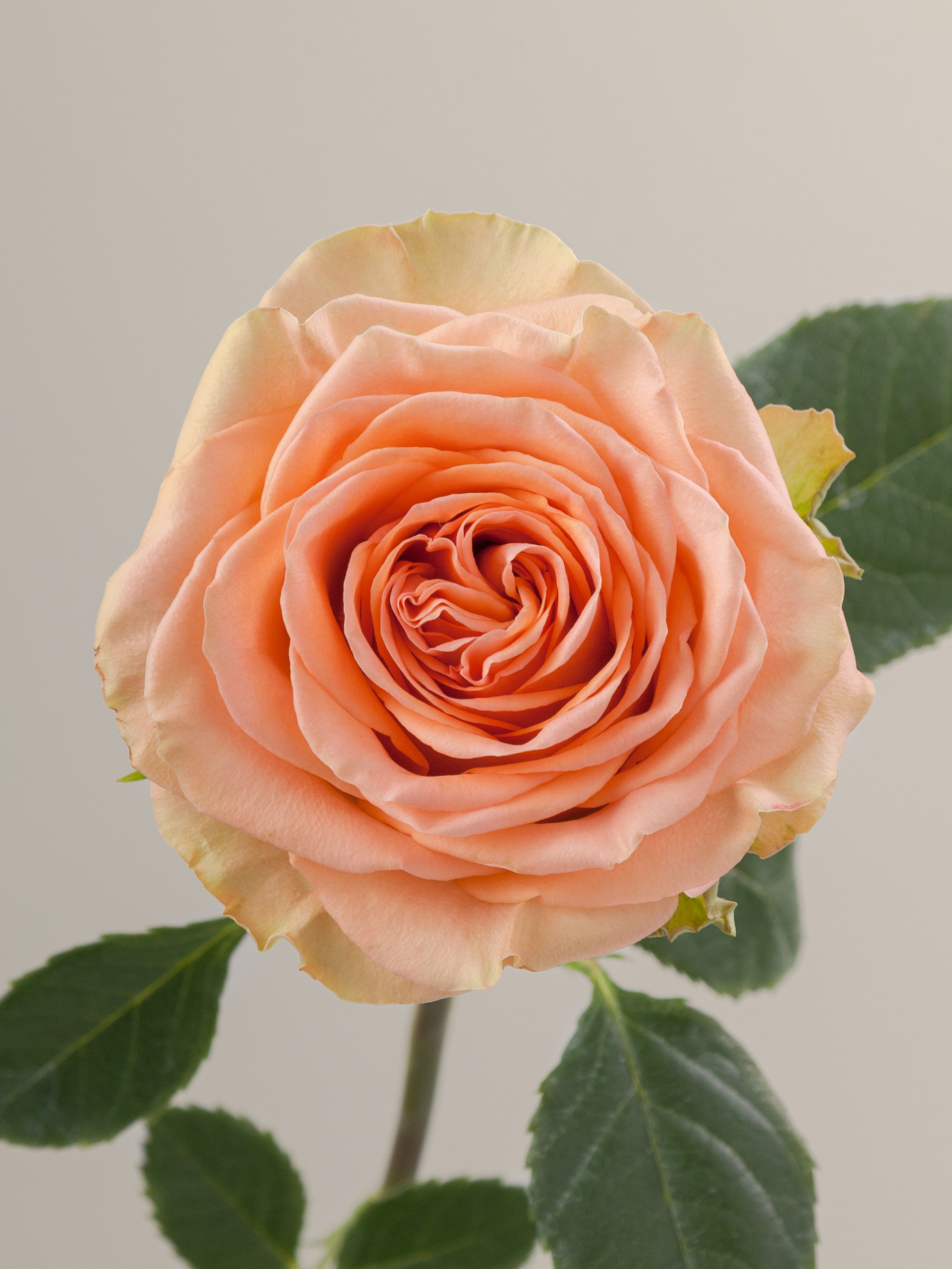 Роза Кантри Хоум (Country Home) 1_edited