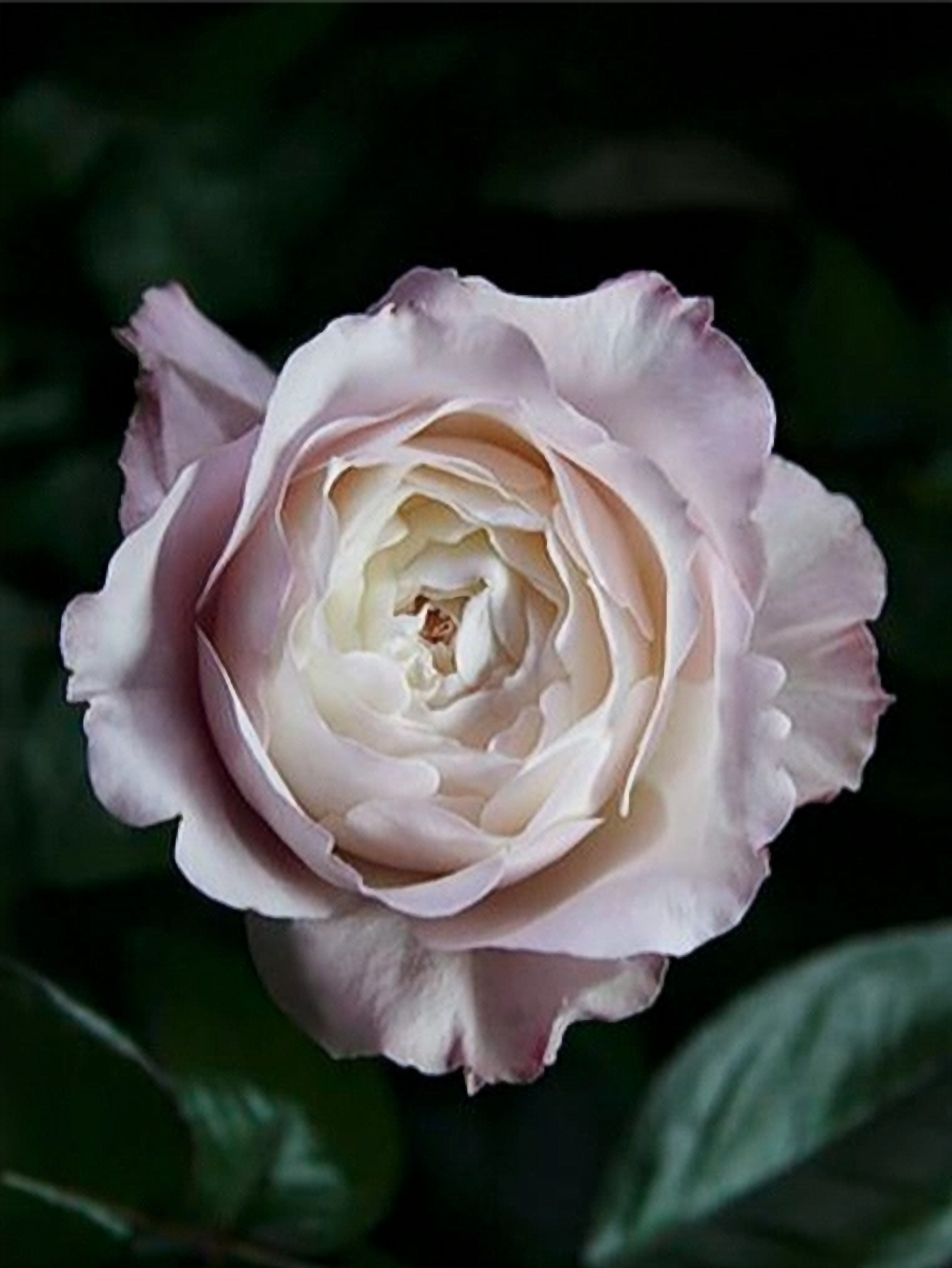 Роза Кейра (Keira) 1_edited_edited