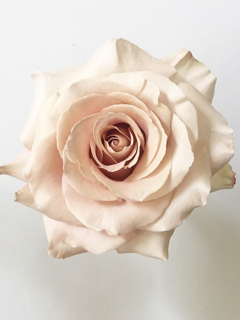 Роза Квиксенд (Quicksand) 5_edited_edited