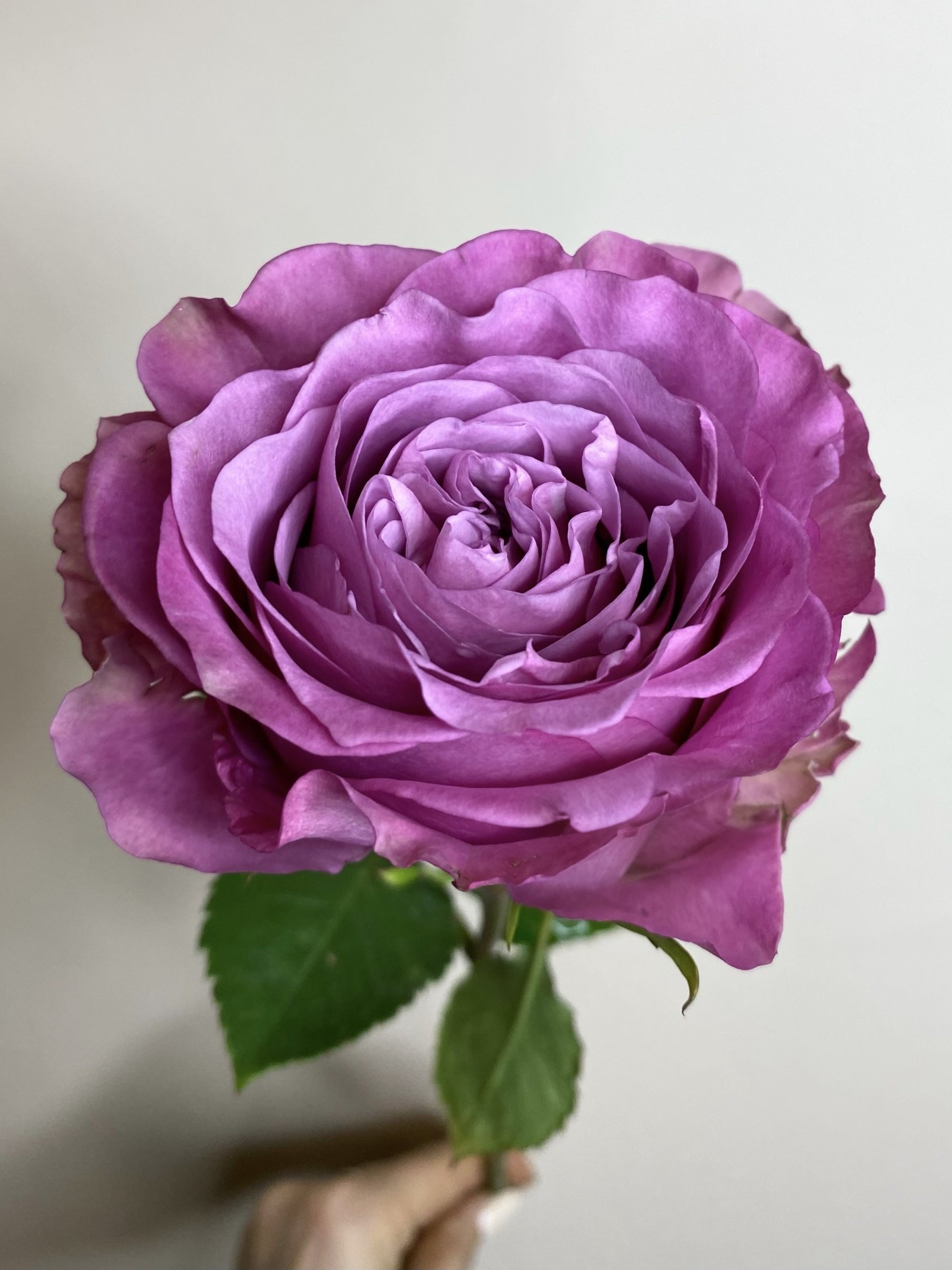 Роза Квинс Краун (Queens Crown) 4_edited_edited