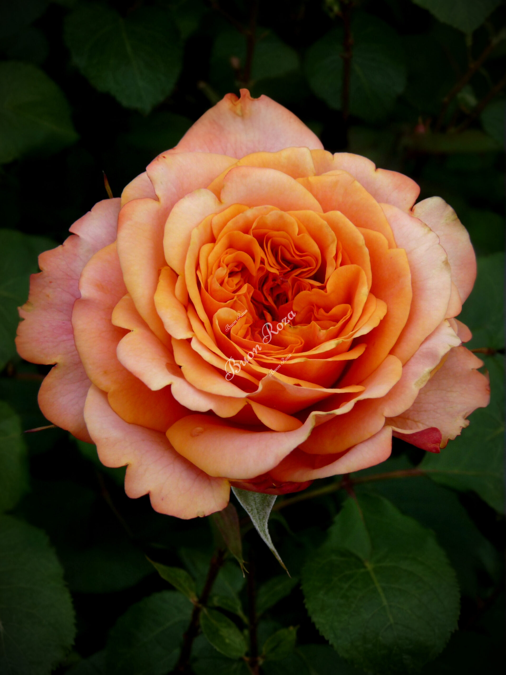 Роза Ла Вилла Котта (La Villa Cotta) 2_edited_edited