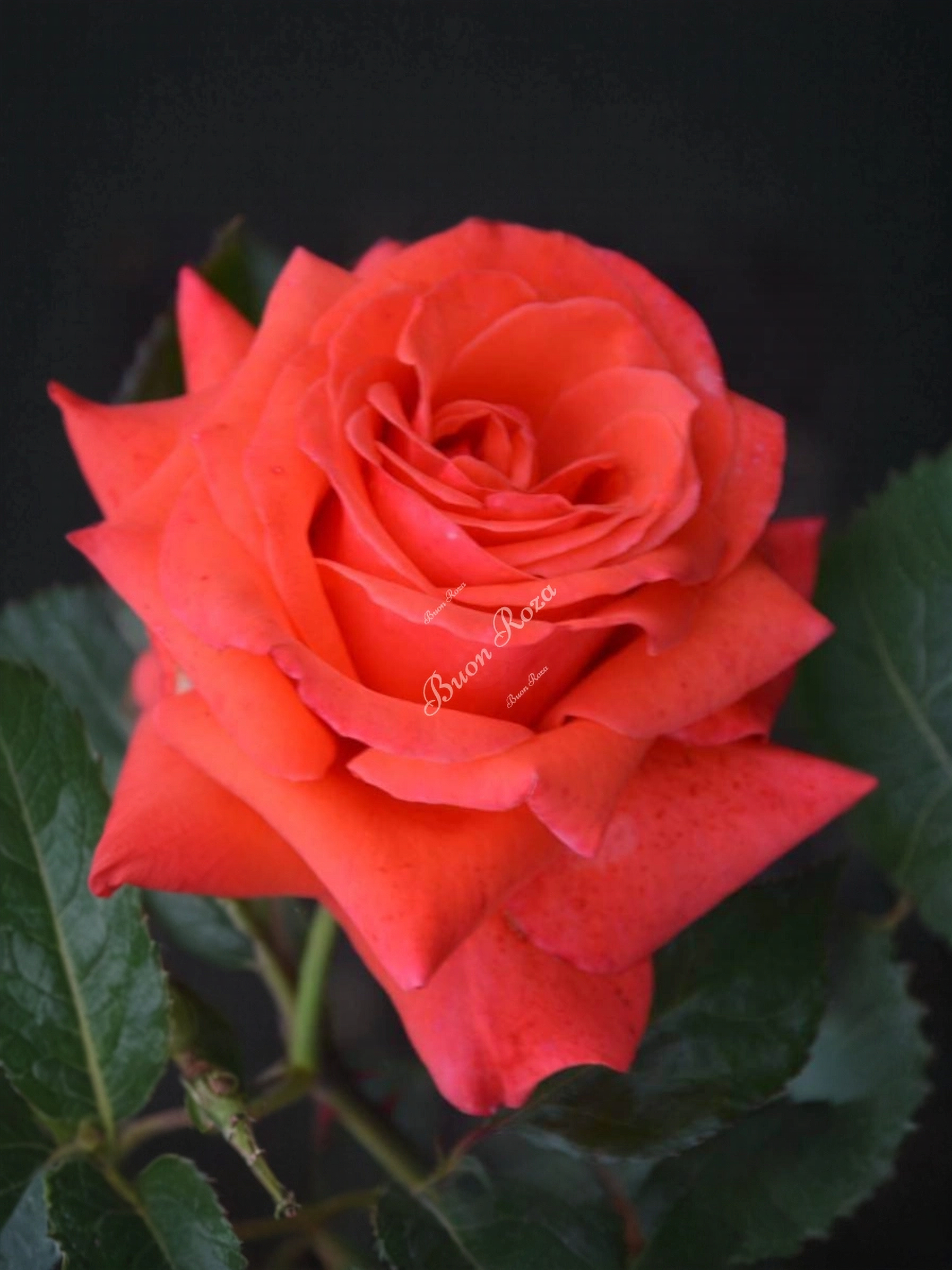 Роза Майнтауэр (Maintower) 1_edited_edited_edited