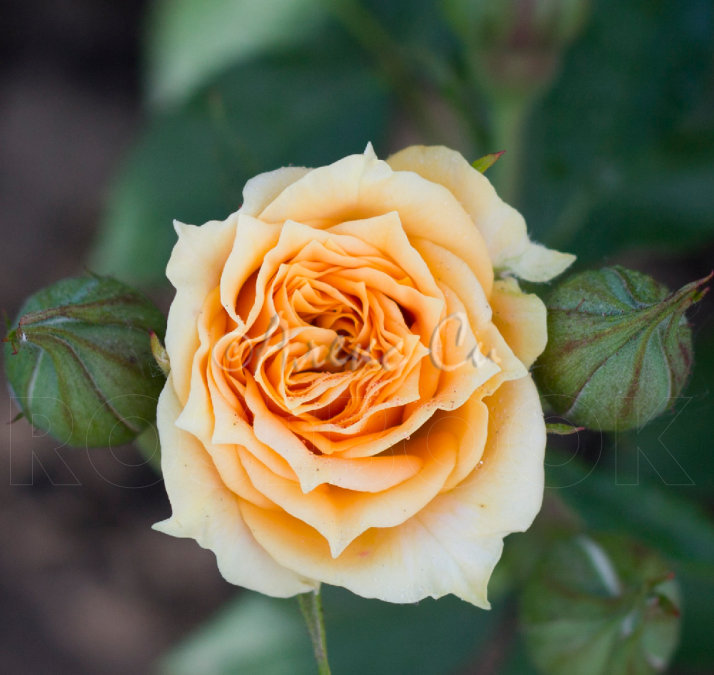 Роза Макарена (Macarena)