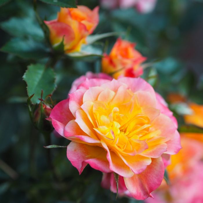 Роза Мандарин (Mandarin) 4