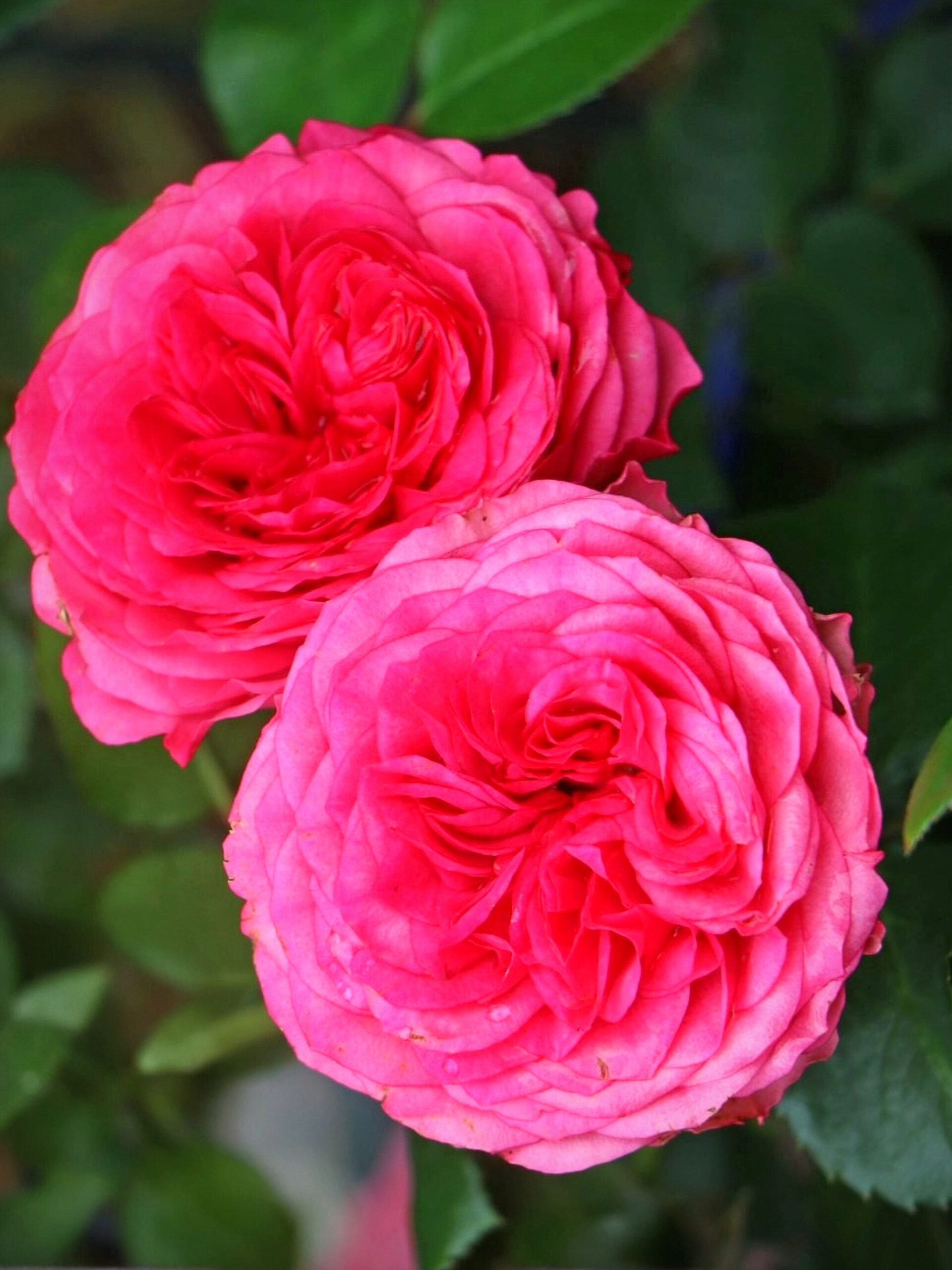 Роза Мэджик Рококо (Magic Rokoko)_edited_edited_edited