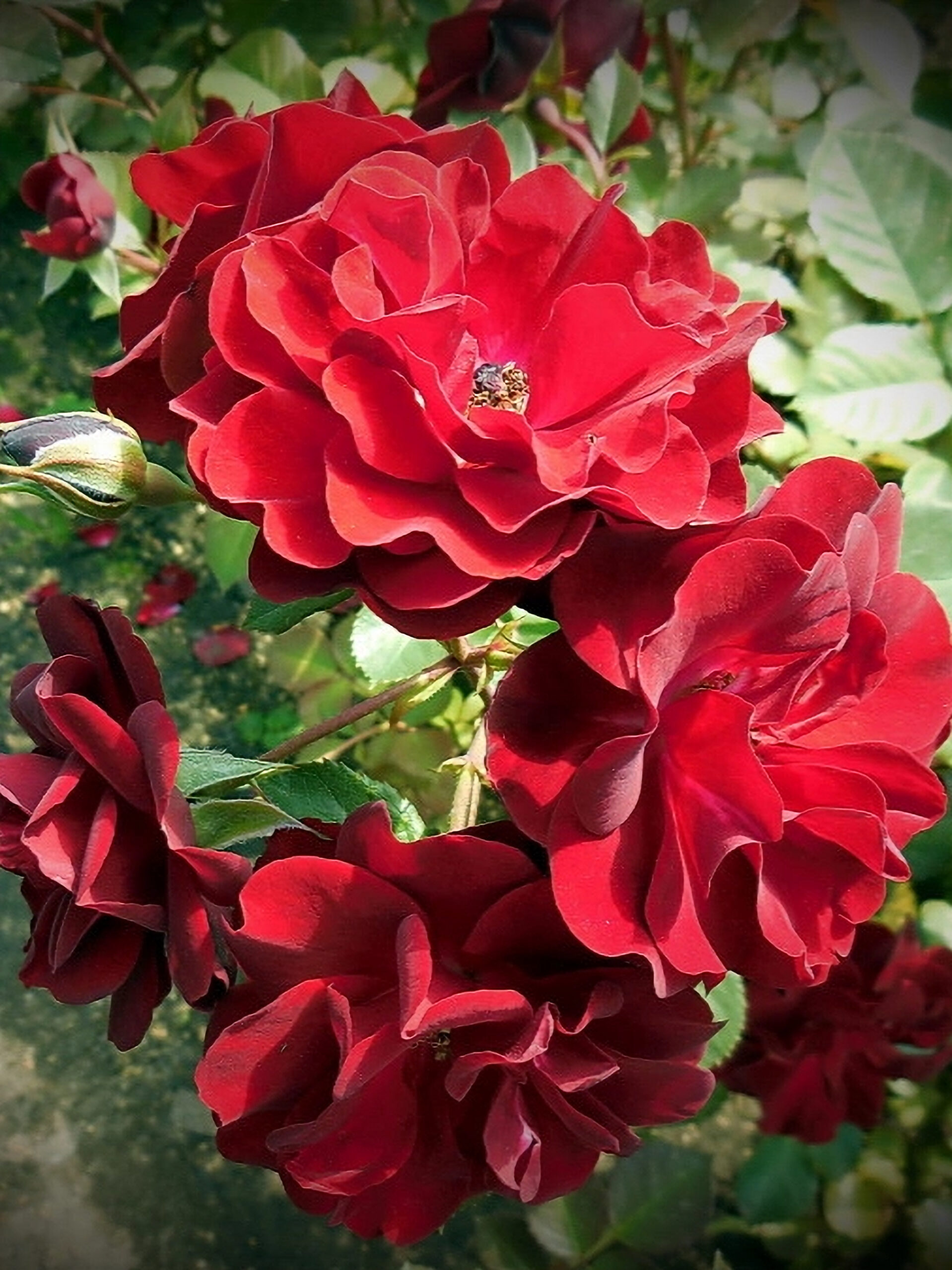 Роза Нуар Дезир (Noir Desir) 3_edited_edited