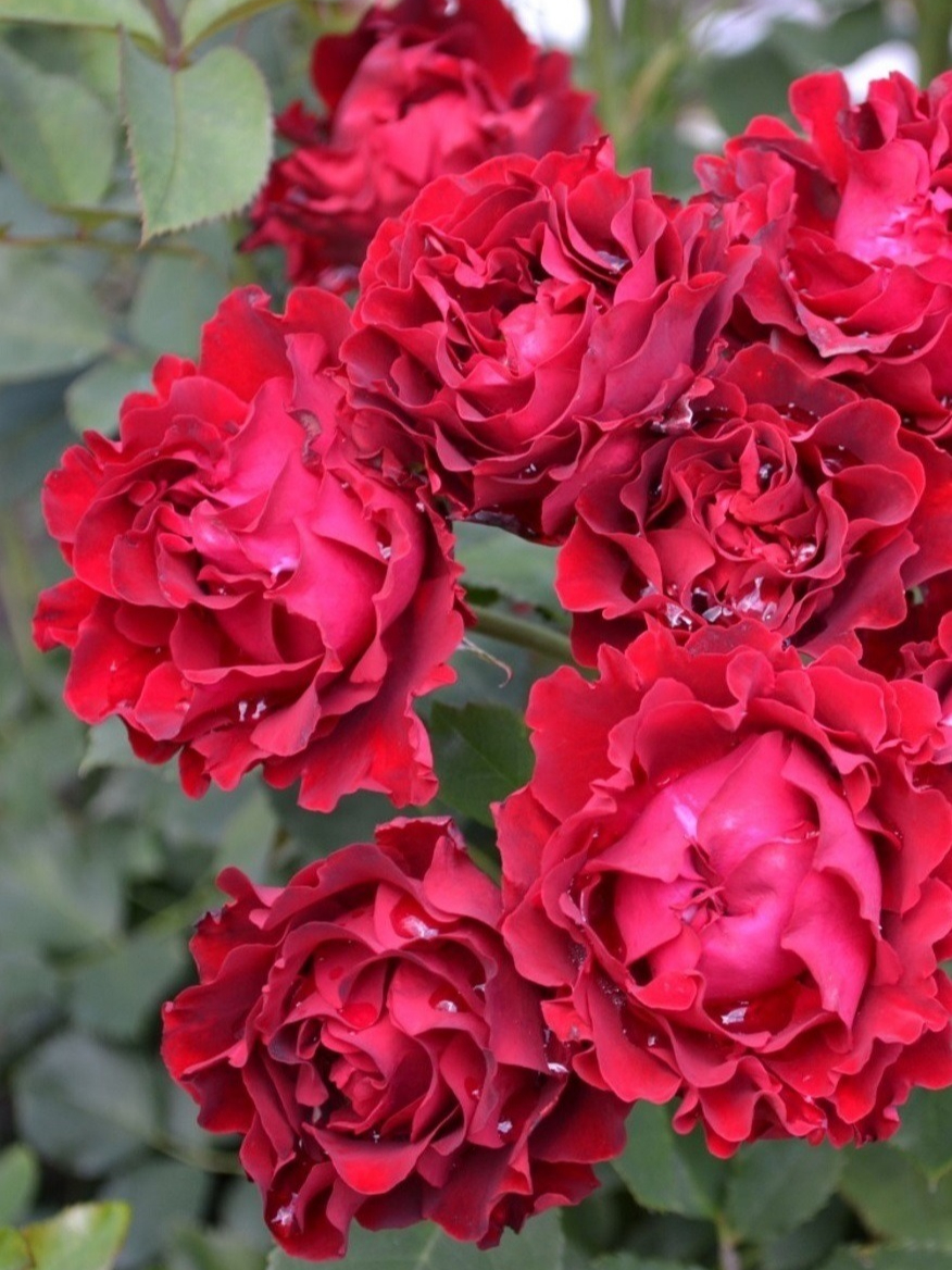 Роза Омаж Барбара_edited_edited