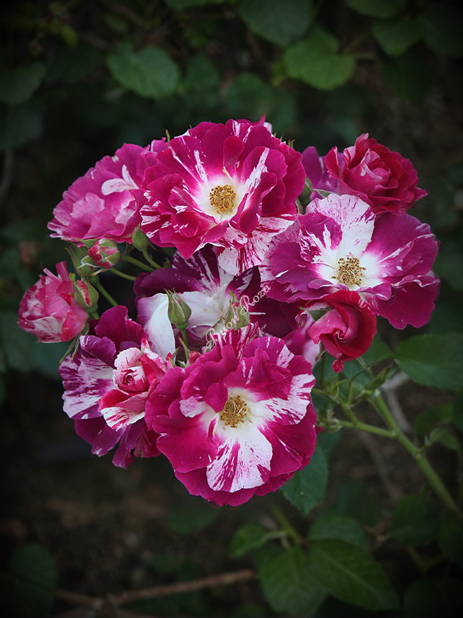 Роза Перпл Сплеш (Purple Splash) 6_edited_edited