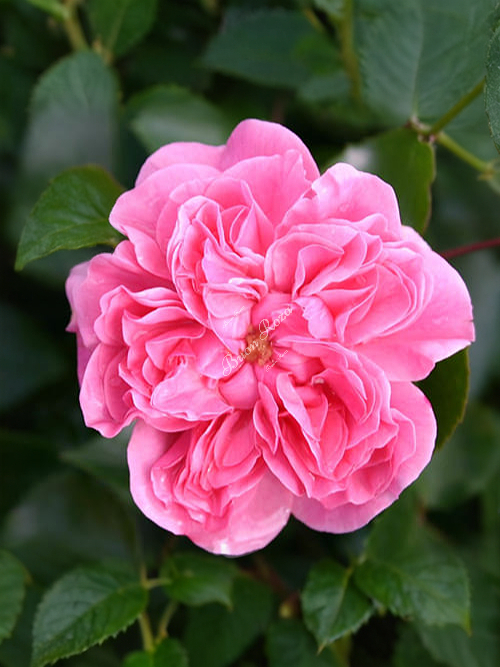 Роза Пинк Беллс (Pink Bells) 1_edited_edited