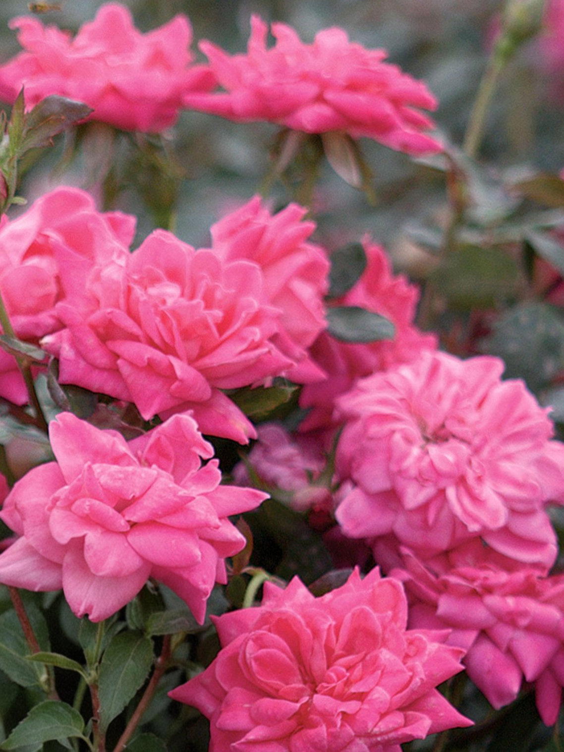 Роза Пинк Нокаут (Pink Knock Out)_edited_edited